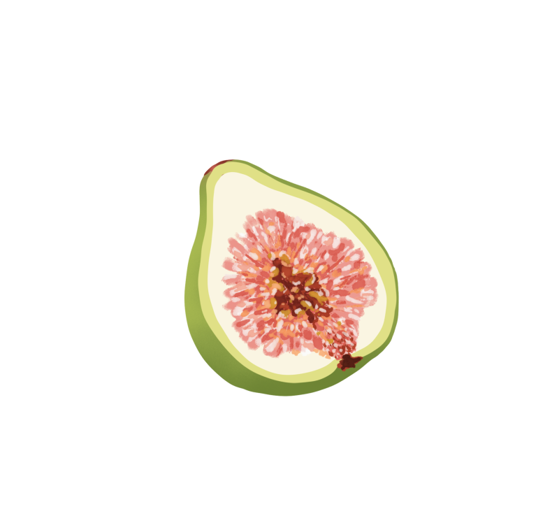 手绘切开的新鲜无花果