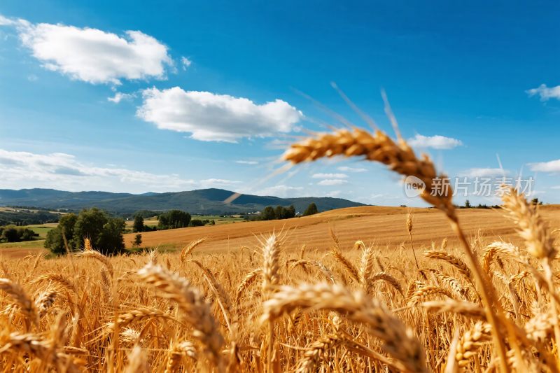 田园麦田风景
