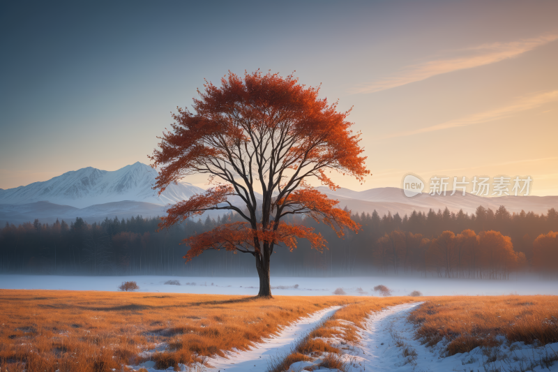 田野里的树木一条通往雪山的小路纹理背景