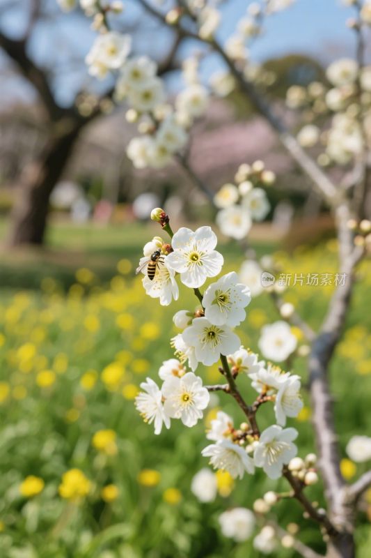 春日花卉与蜜蜂