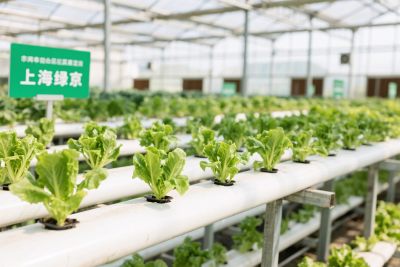温室水培蔬菜种植场景 温室水培蔬菜种植场景