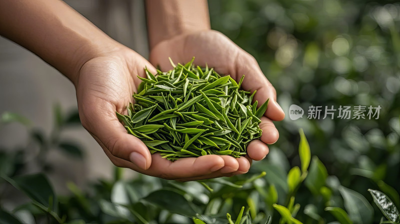 春播节气茶叶采摘农业生产茶园图片