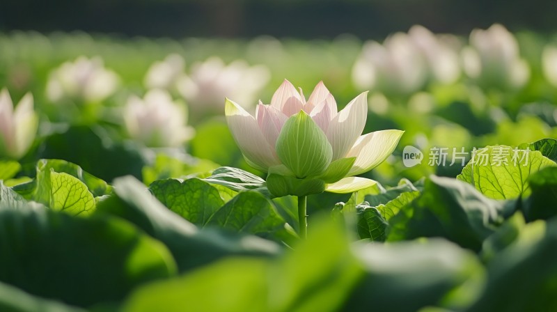 荷花高清电脑桌面壁纸