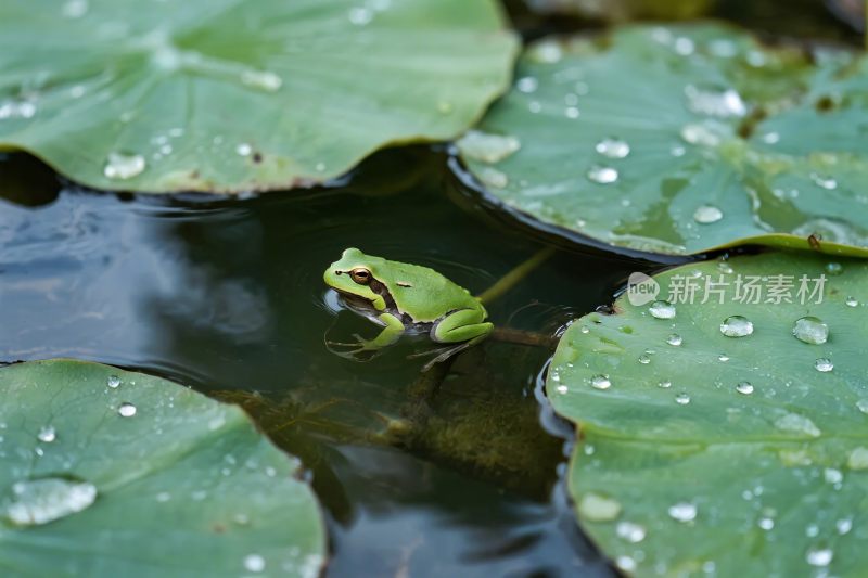 青蛙荷叶水景