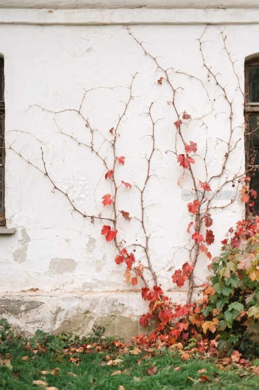 白墙藤蔓红叶景象