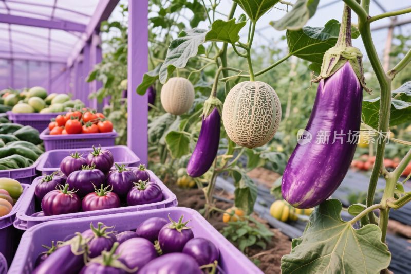 蔬果温室种植场景