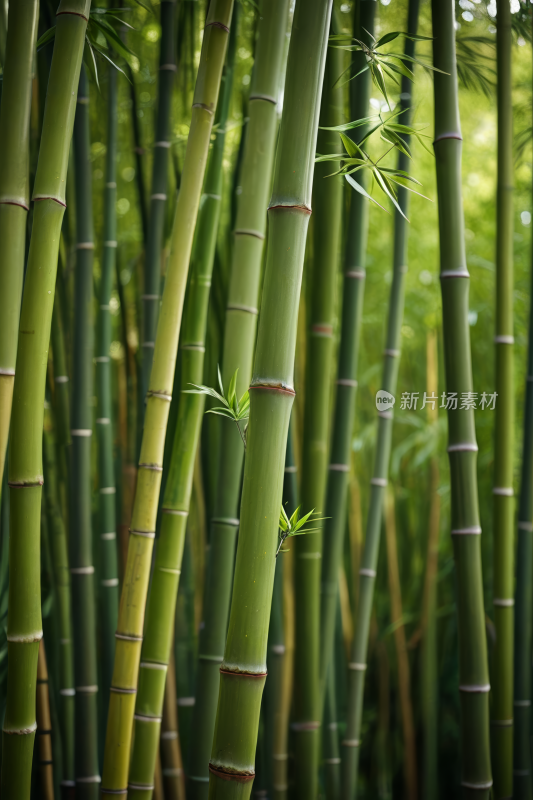 竹树特写高清风景摄影图片