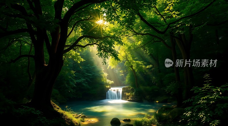 阳光下的森林秘境