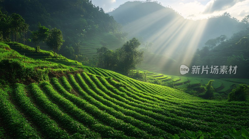 茶园图片素材下载