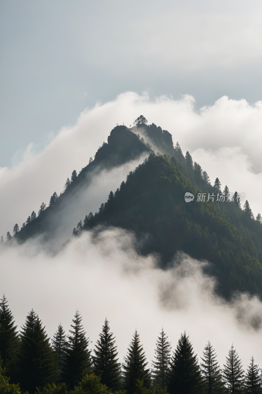 在山的前景中森林高清风景图片