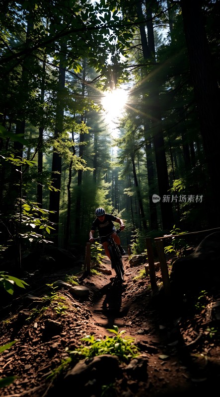 阳光下的骑行者穿越森林小径