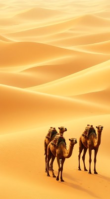 驼队穿越金色沙漠 驼队穿越金色沙漠