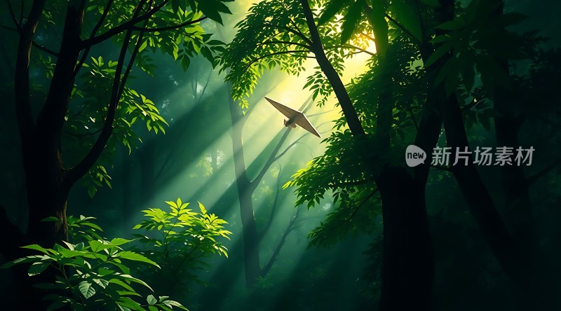 阳光下的森林秘境