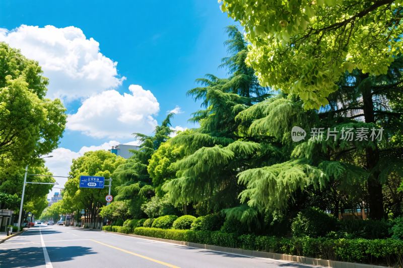 城市道路绿化风景图