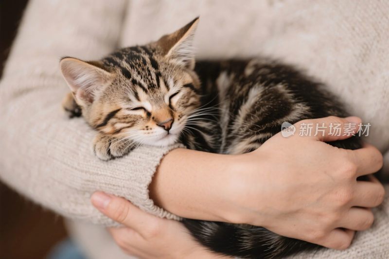 怀抱小猫的画面