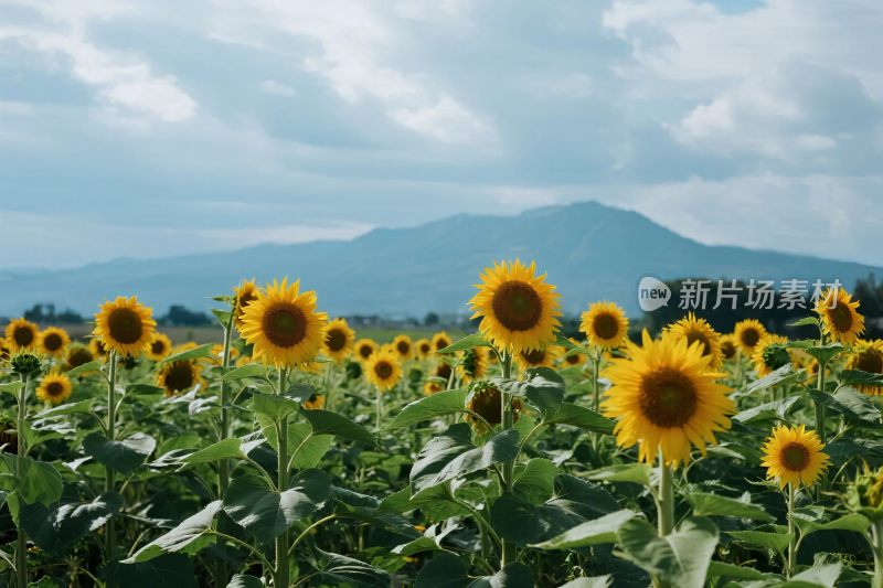 向日葵田园风景图