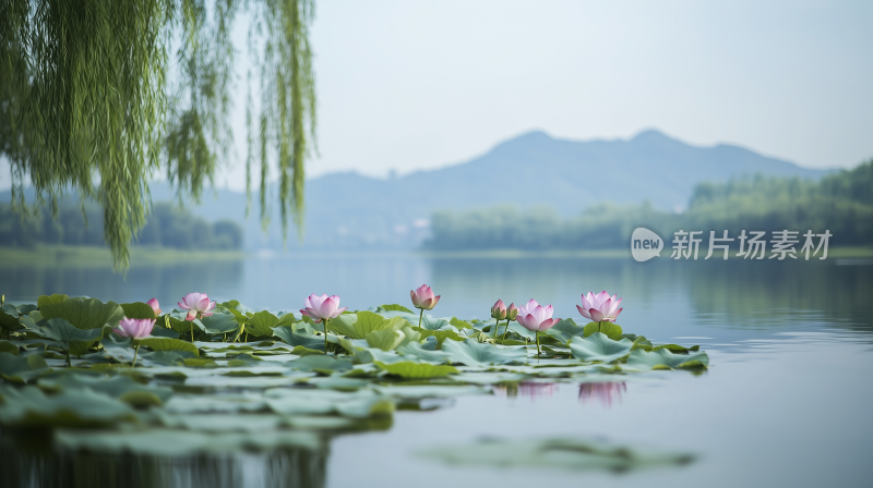 荷花池3宁静湖泊的睡莲 夏日荷塘清景