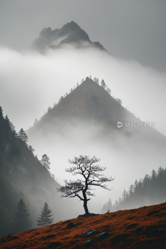 山上的树木一座雾蒙蒙的高山清风景图片