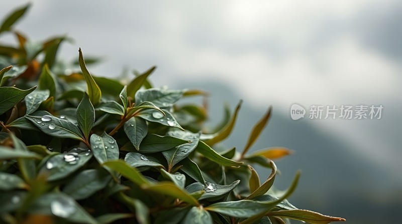 雨后绿叶上的露珠