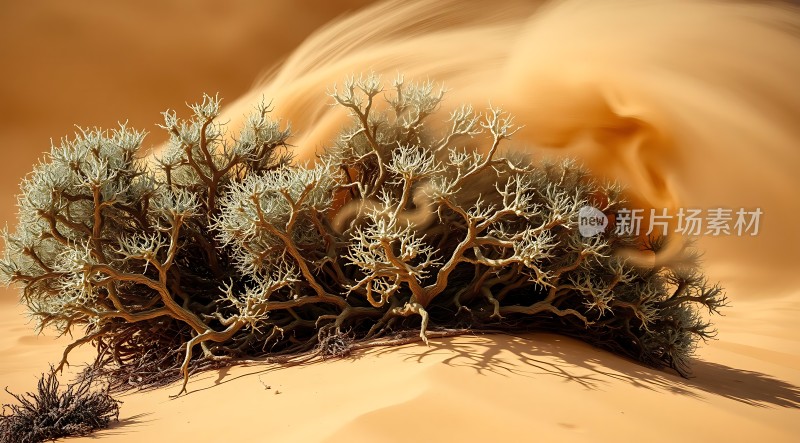 沙漠绿洲坚韧的生命力