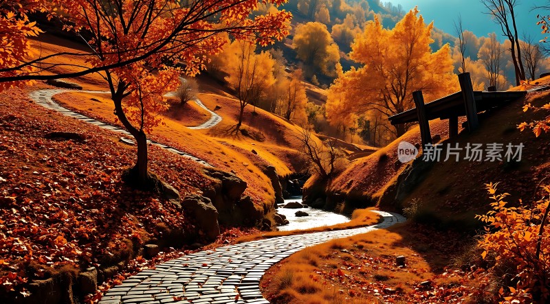 秋日暖阳下的金色小径