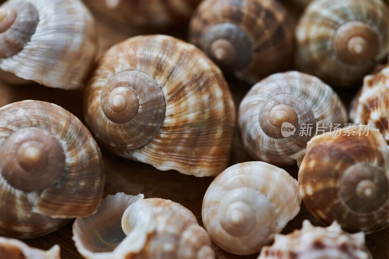 海螺特写集合摄影图