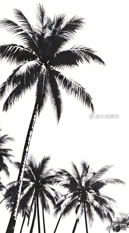 椰林剪影阳光下的热带风情