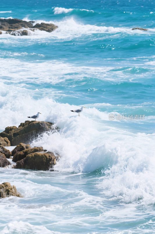 海边海浪岩石海鸟
