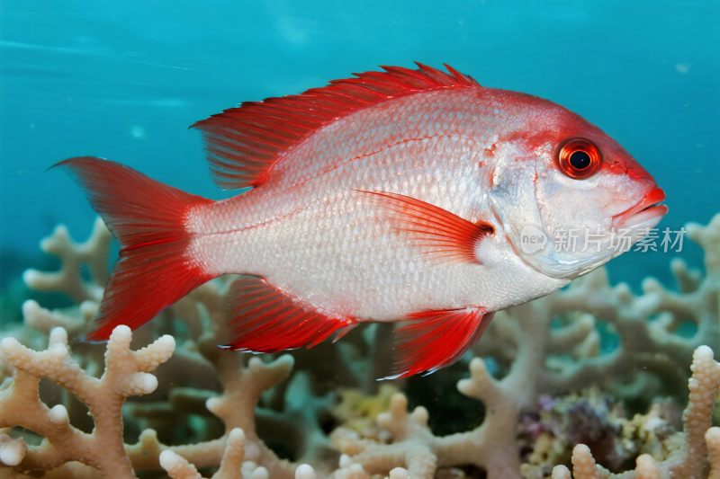 彩色热带鱼与珊瑚