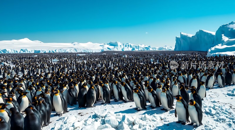 南极企鹅大聚会