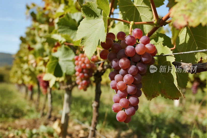 葡萄园葡萄景观