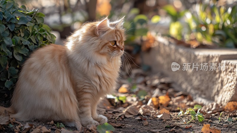 秋日暖阳下的猫咪