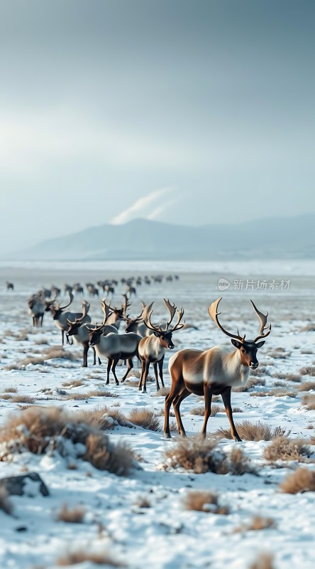 雪原上的麋鹿迁徙