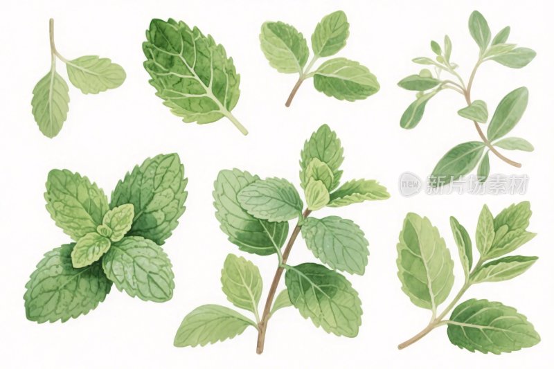 多种绿叶植物插画集合