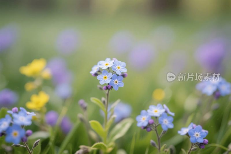 春日野花自然风景