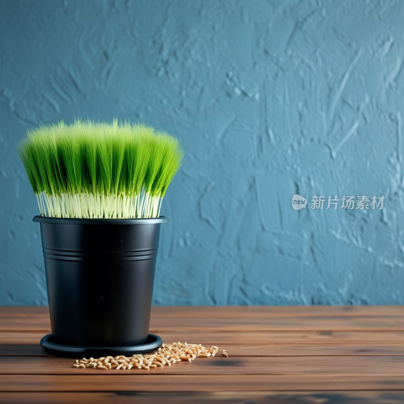 小麦草生长花盆