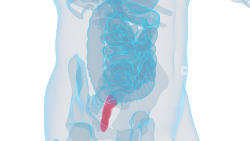 直肠 消化系统十二指肠大肠小肠大肠癌肠胃