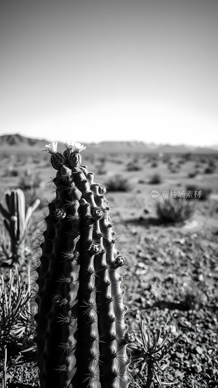 沙漠中的坚韧生命