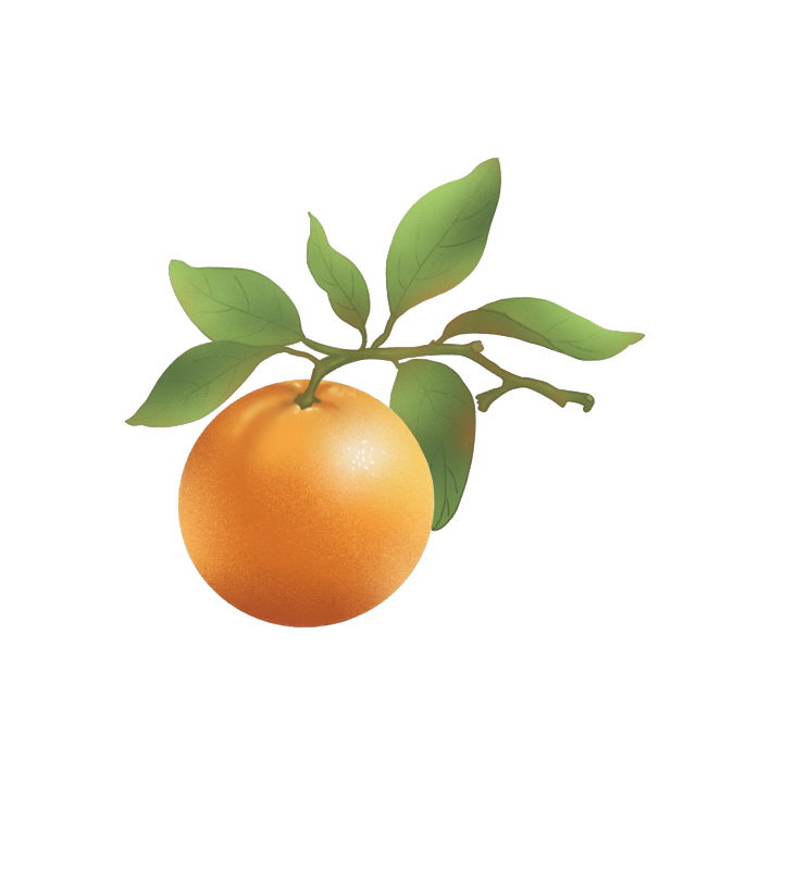 带枝叶的新鲜橙子插画