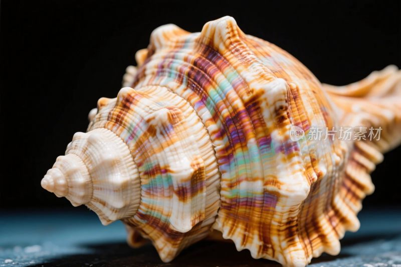 彩色海螺特写