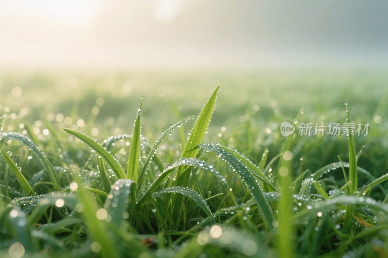 清晨露水青草图