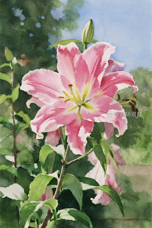 粉色百合花水彩插画