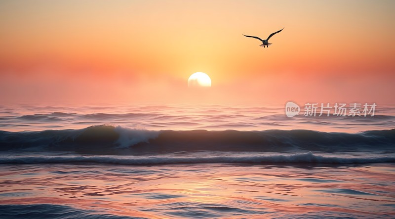 海鸥翱翔日落时分的海洋
