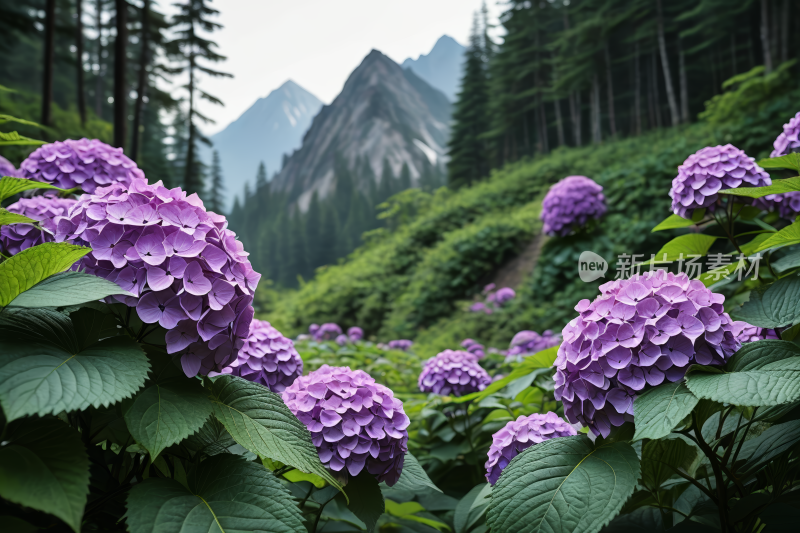 山草甸上的紫色花朵高山清风景插画图片