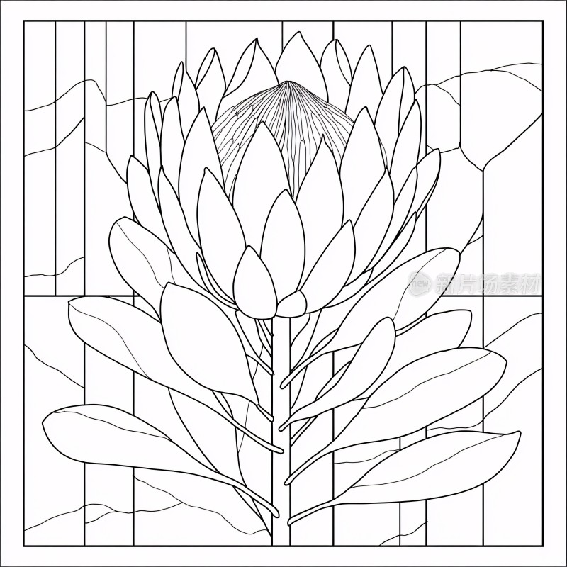 线条勾勒的帝王花插画