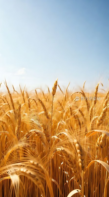 金色麦浪阳光下的丰收景象
