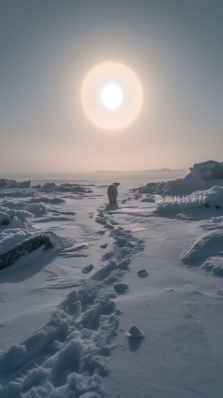 极地孤影雪原上的北极熊之旅