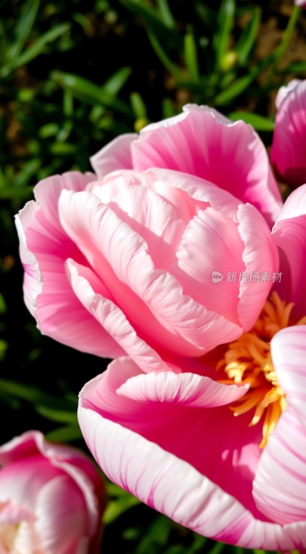 粉色花瓣绽放阳光下的美丽花朵