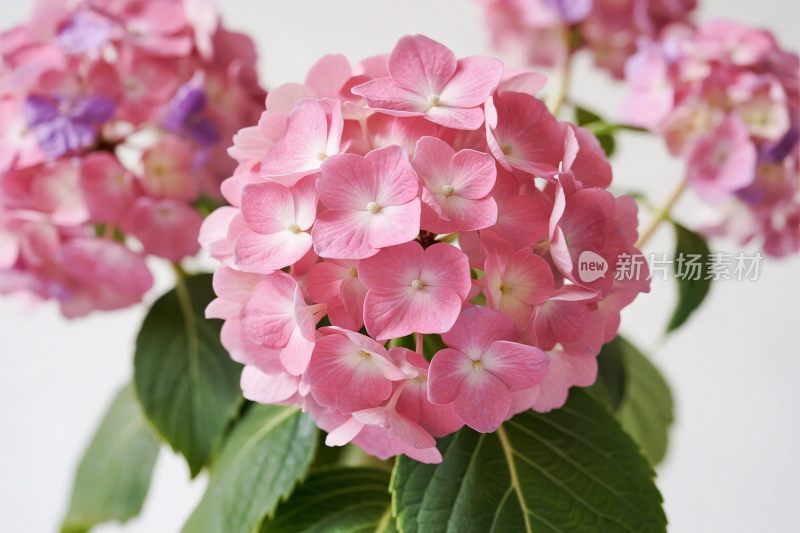 粉色绣球花特写