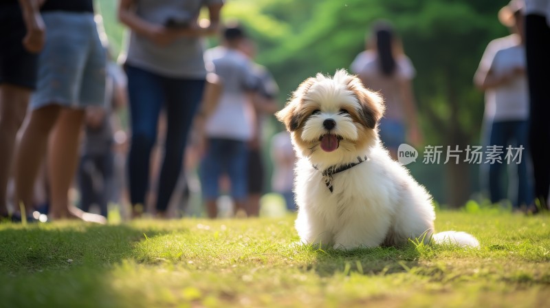 公园草地阳光下可爱的小狗